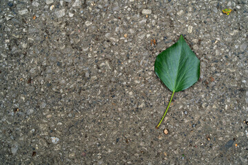 leaf on asphalt
