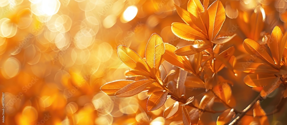 Poster nature s dappled sunlight forms an orange bokeh background perfect for a copy space image
