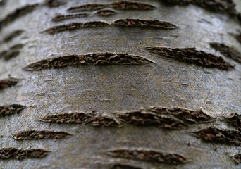 close up of a bark