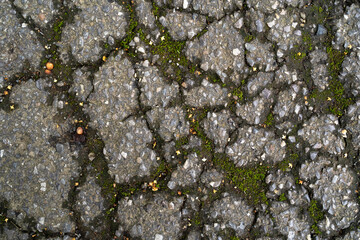 moss on stone