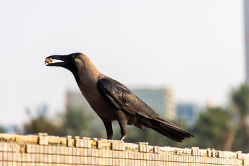 Close-up of a crow bird in the park in Sharjah, UAE.