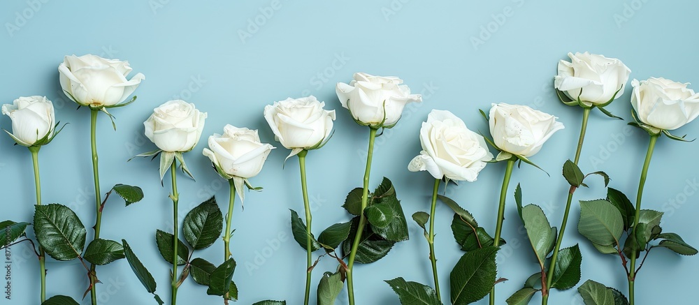 Poster arrangement of white roses on a pastel blue backdrop viewed from above with space for text or images
