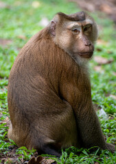 Monkey Macaque (Macaca Leonina) pose for me