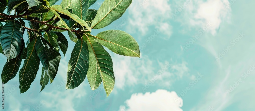 Aufkleber mango tree leaves set against a cloudy sky backdrop with copy space image