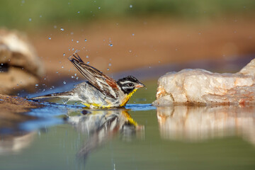 African Golden breasted Bunting bathing in waterhole in Kruger National park, South Africa ; Specie...