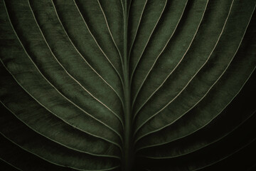 Closeup macro of exotic sage green tropical jungle leaf with veins texture, stylized earthy moody natural leaves foliage background with copy space, organic eco nature concept