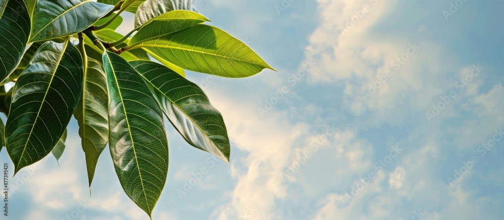 Poster mango tree leaves set against a cloudy sky backdrop with copy space image