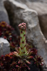 Succulent plant in the rock garden, closeup of the photo. Niagara Butterfly Conservatory, Canada.