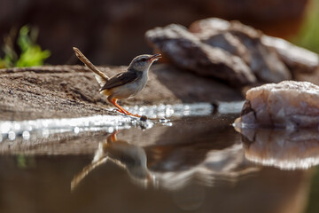 Black chested Prinia standing backlit along waterhole with reflection in Kruger National park,...