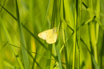 Cabbage Moth on Grass