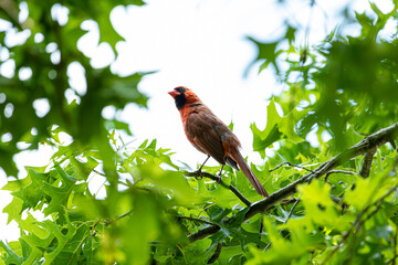 Northern Cardinal Bird in Tree 