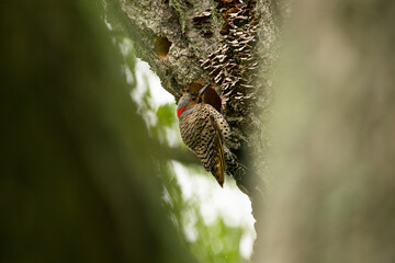 Northern Flicker Woodpecker Bird