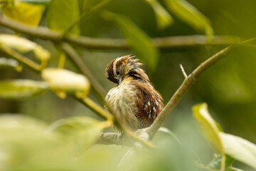 Carolina Wren Bird in Tree