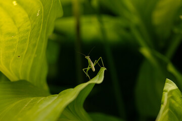 Praying Mantis on Plant