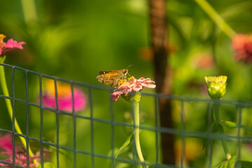 Skipper Butterfly on Flower