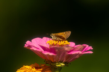 Skipper Butterfly on Zinnia Flower