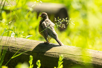American Robin