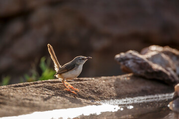 Black chested Prinia standing backlit along waterhole with reflection in Kruger National park, South Africa ; Specie Prinia flavicans family of Cisticolidae