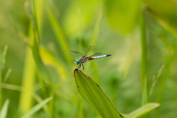 Blue Dasher Dragonfly