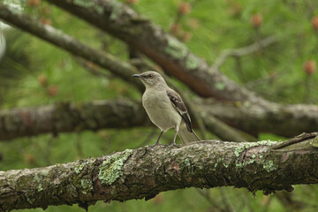 Tropical Mockingbird in Tree