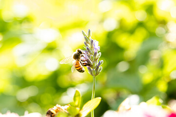 Western Honey Bee