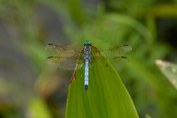 Blue Dasher Dragonfly