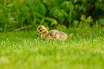 baby duck in the grass