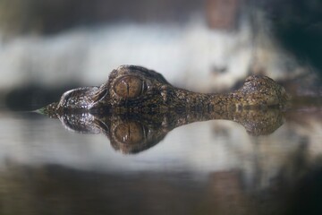 alligator in the water