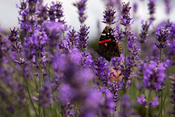 Butterfly on lavender flowers in the garden. Selective focus. Ontario, Canada. 
