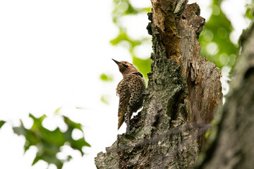 Northern Flicker Woodpecker Bird