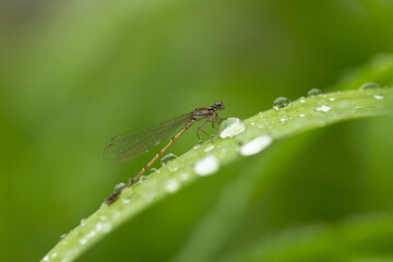 Damselfly on rainy plant leaf
