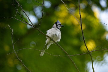 Blue Jay Perched on Branch