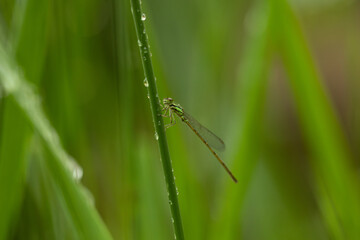 Damselfly on rainy stem