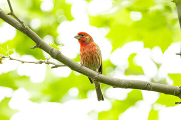 Common Rosefinch Bird in Tree
