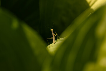 Praying Mantis in the Sunshine