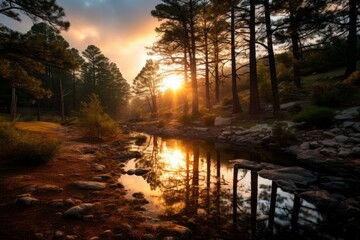 Obraz premium Golden sunrise filters through pine trees, reflecting on a peaceful forest creek