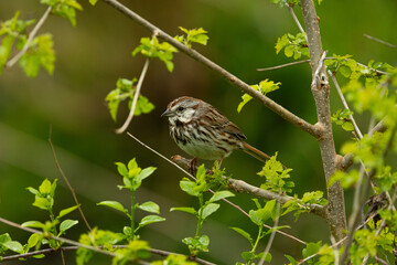 Song Sparrow Bird on Branch