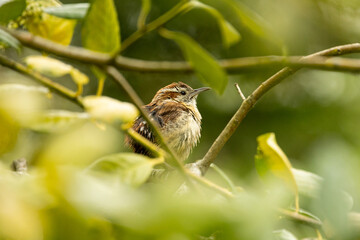 Carolina Wren Bird in tree