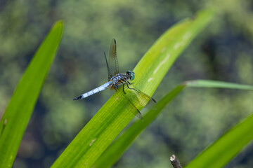 Blue Dasher Dragon Fly 