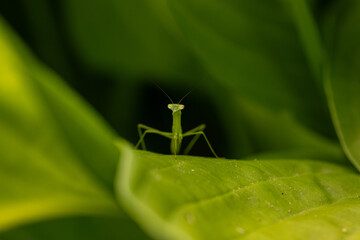 Praying Mantis on Plant