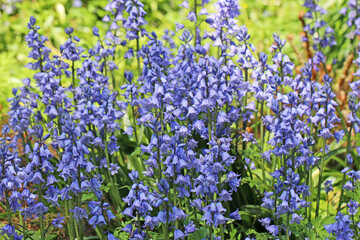 Obraz premium Bluebells in a meadow in Spring