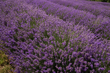 Beautiful lavender field at sunrise. Purple flower background. Blossom violet aromatic plants.