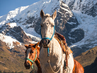 Two Saddle Horses in the Andes Mountains on a Sunny Day © Max