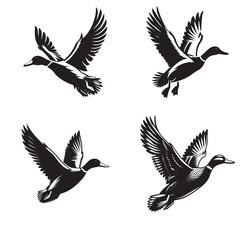 Obraz premium 4 sets black of Duck Flying silhouette isolated on white background png jpeg eps transparents