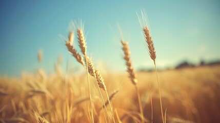 Fototapeta premium Wheat field, golden wheat medow, summer nature landscape
