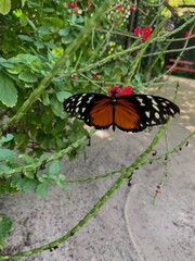 monarch butterfly on a flower