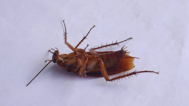 A dying cockroach lying on its back. Cockroach poison actively moves its claws. Pain. Want to wake up, die upside down. Cockroach killer.