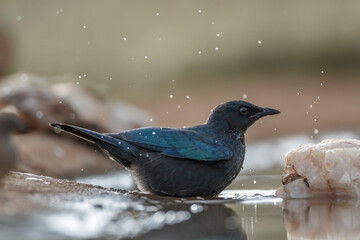 Cape Glossy Starling bathing in waterhole in Kruger National park, South Africa ; Specie Lamprotornis nitens family of Sturnidae