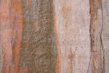 Naklejka premium Abstract closeup of rich colors and textures of eucalyptus bark 