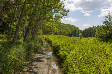 Fototapeta premium Spring landscape in floodplain forest. The trees were reflected in the water.